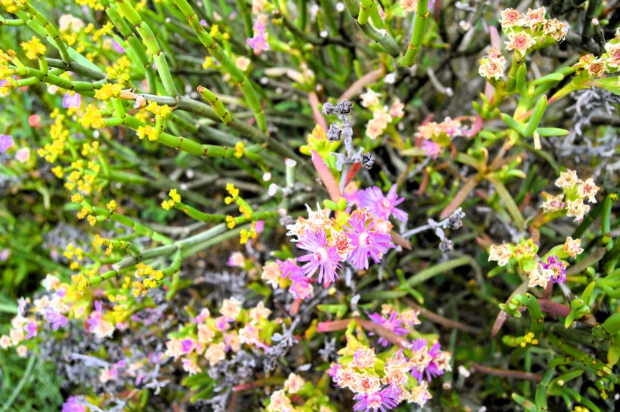 0 Bedroom Property for Sale in St Helena Views Western Cape